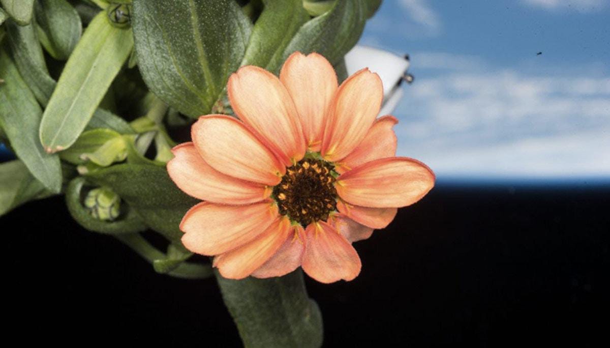 zinnia flower at ISS